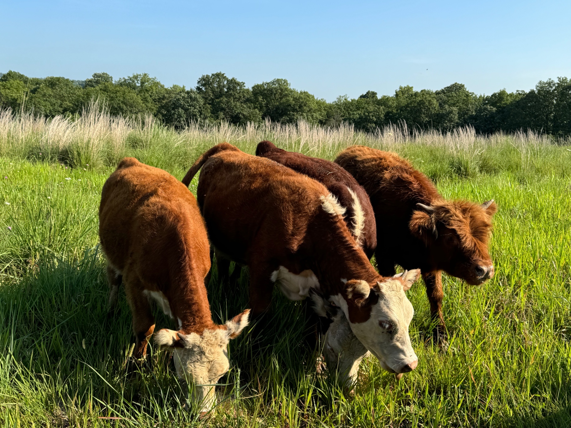 Grazing on a summer morning
