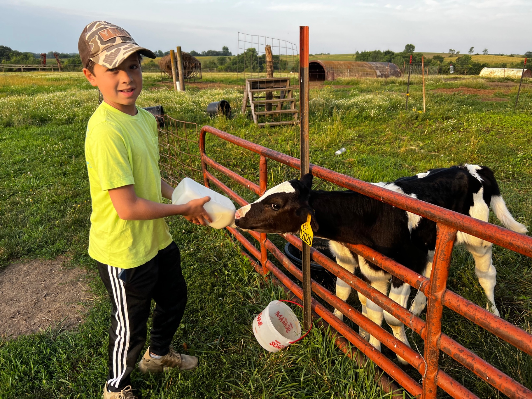 Bottle-feeding a Holstein calf